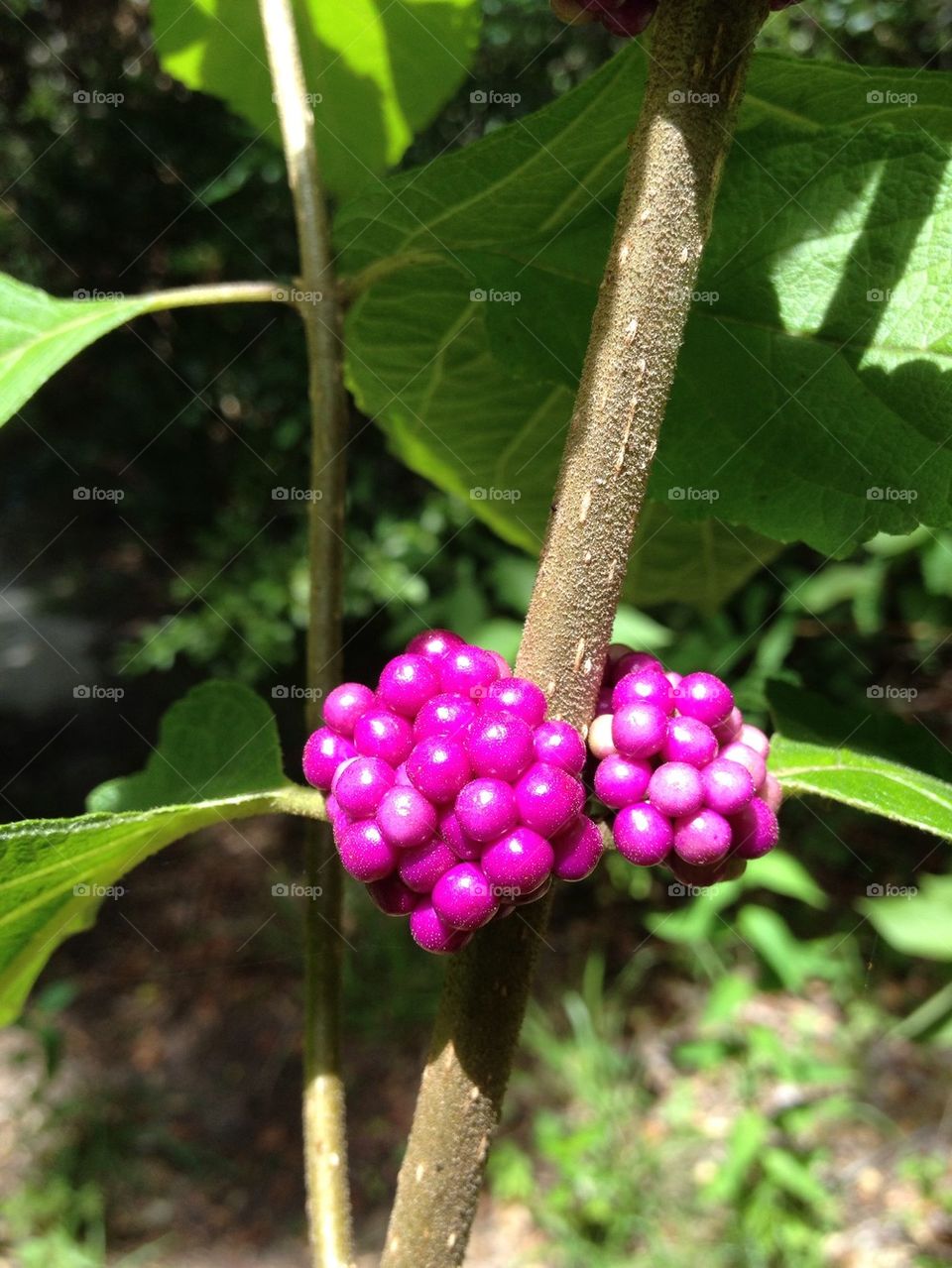 Fruits in the wood