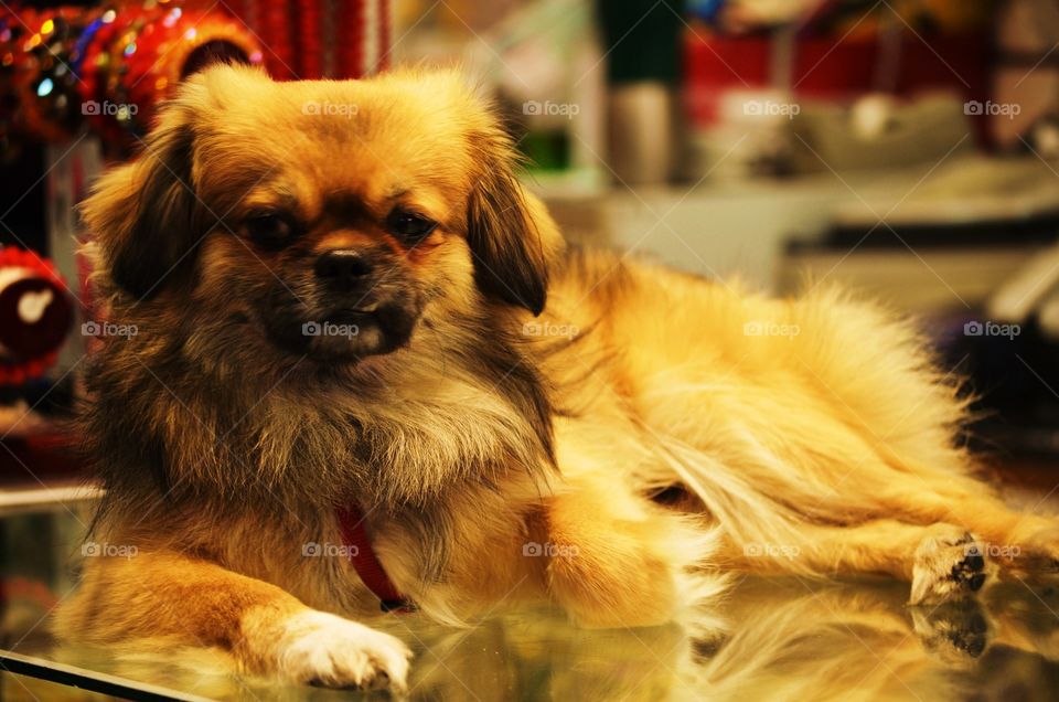 Chinatown Dog 2. Shot in San Francisco Chinatown