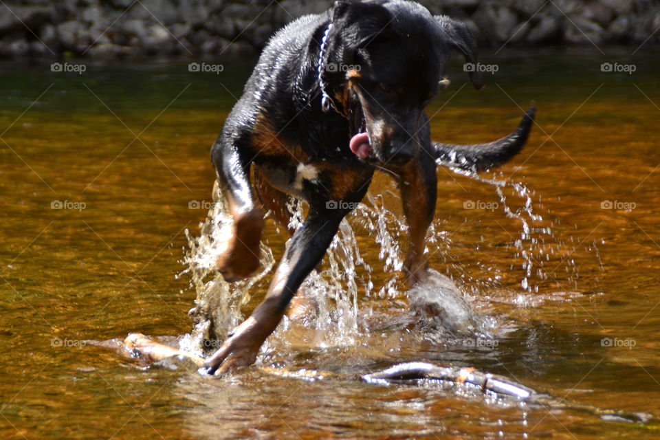 Playful dog