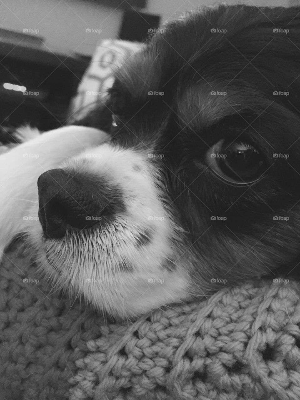 Closeup black and white picture of my tricolor Cavalier King Charles Spaniel 