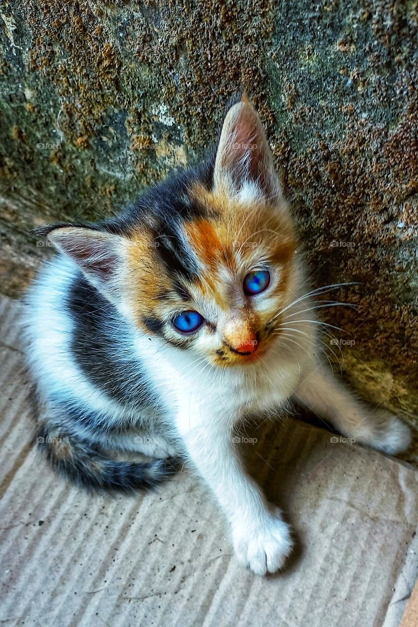 Cute kitten sitting on cardboard