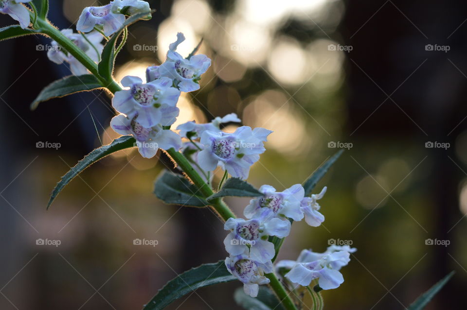 Spring flowers in my garden.