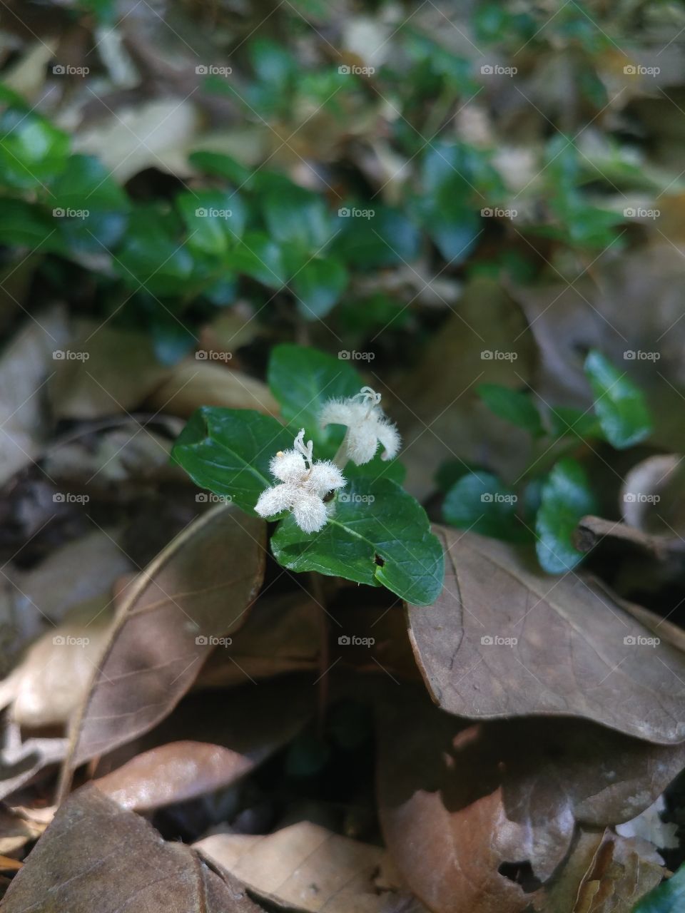 Two Mitchella repens (Partridge berry) flowers blooming in a forest just above the leaves.