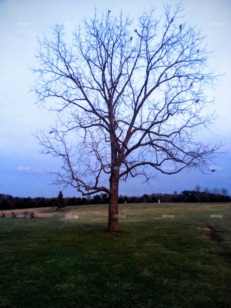 Lone Tree on a battlefield