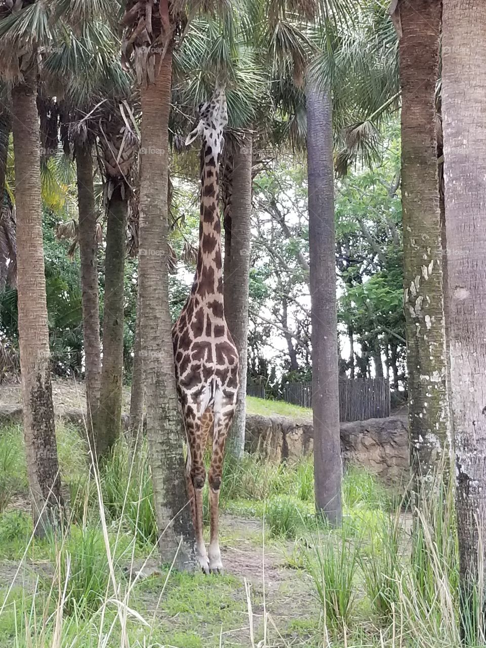 A giraffe reaches high in the trees for their lunch.