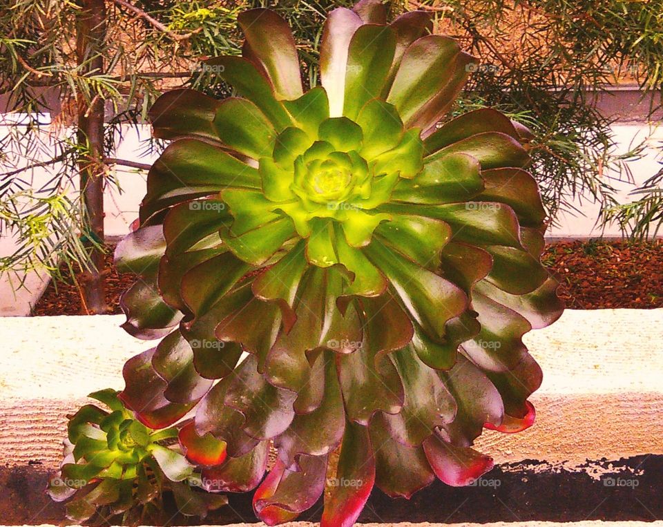 Colourful succulent for the ornamental garden