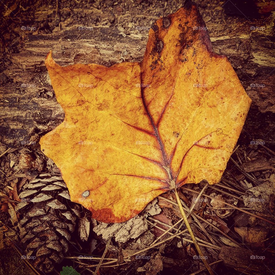 Fall, Leaf, No Person, Maple, Wood