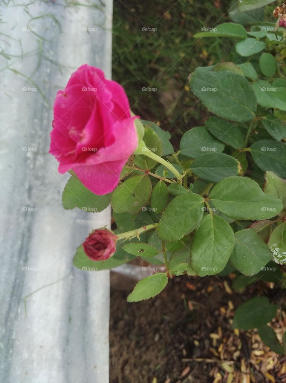 rose flower pink colour small size looks very beautiful generally found everywhere seasonal fresh