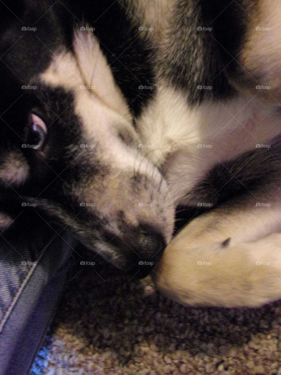 Beautiful little blue eyed mutt