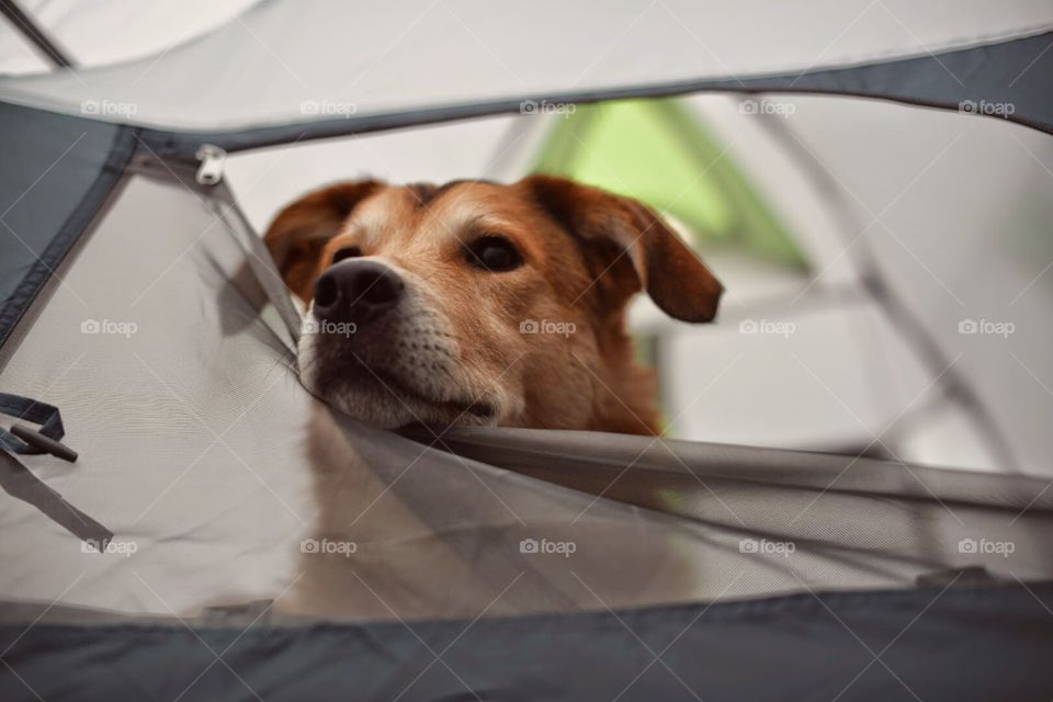 Dog in the tent