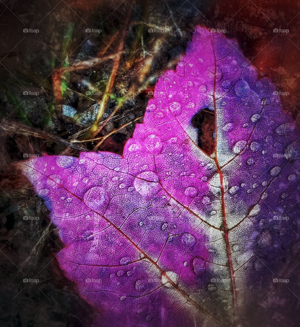Purple leaf.. The art of leaf peeping. 