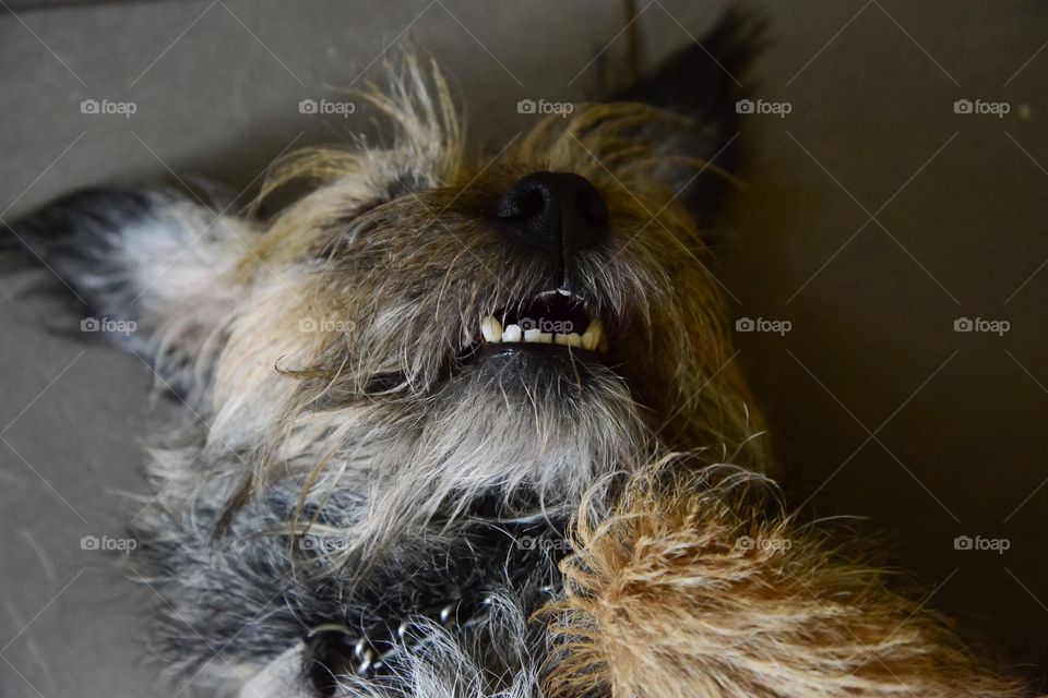 Extreme close-up of dog