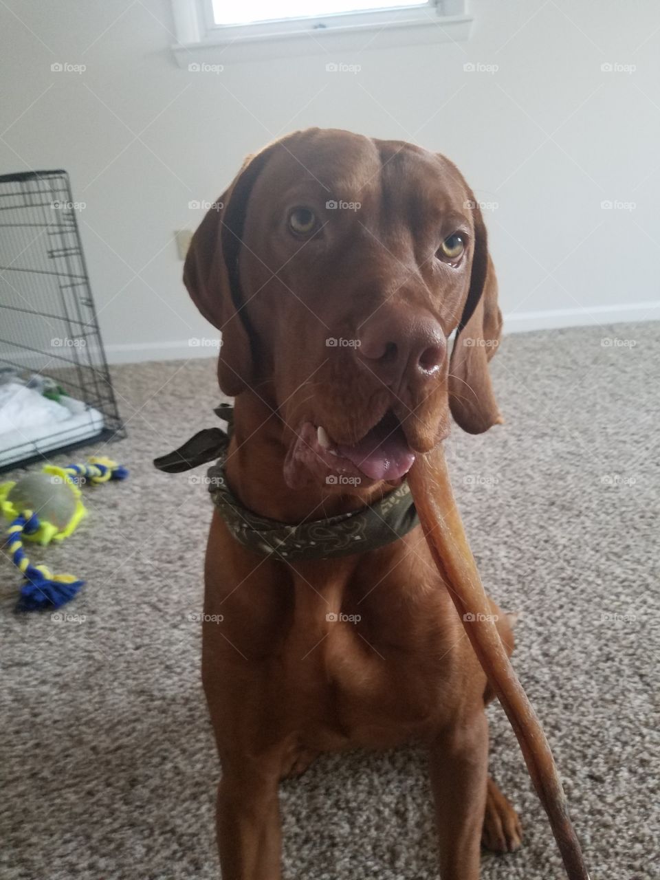 Vizsla eating a bone