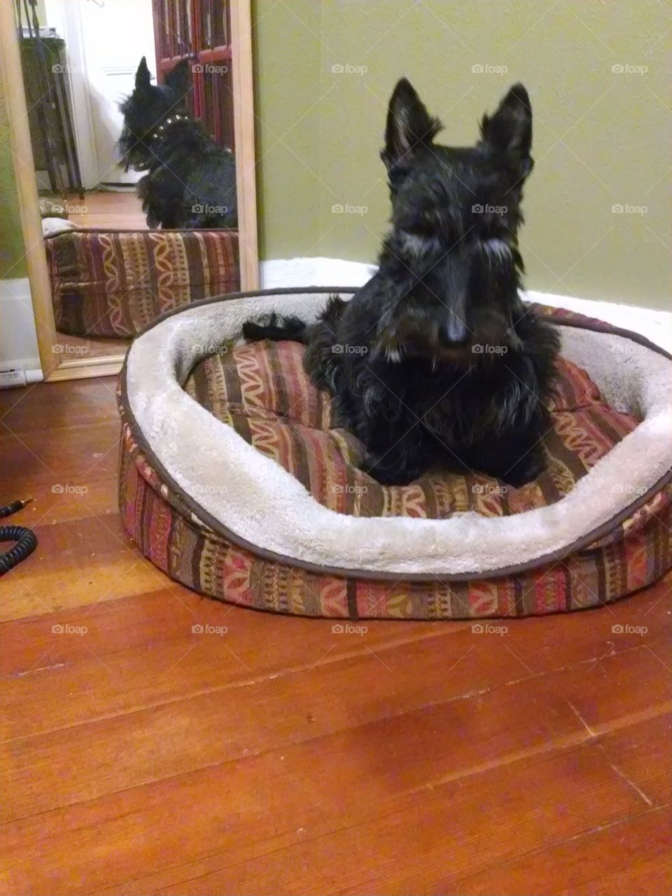 scottish terrier