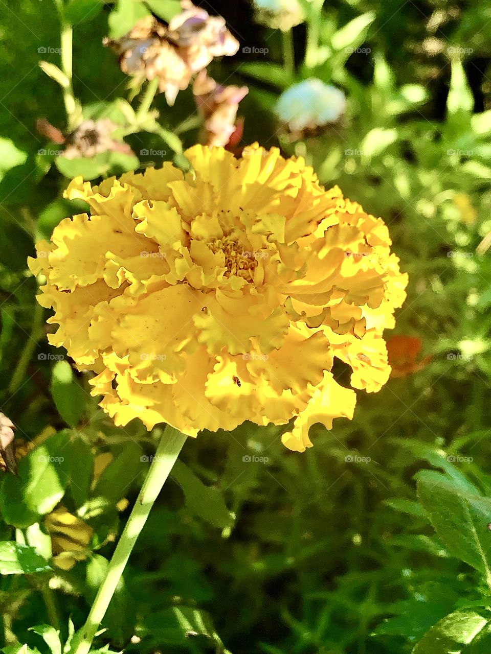 Bright yellow flower standing tall in the Summer sun.