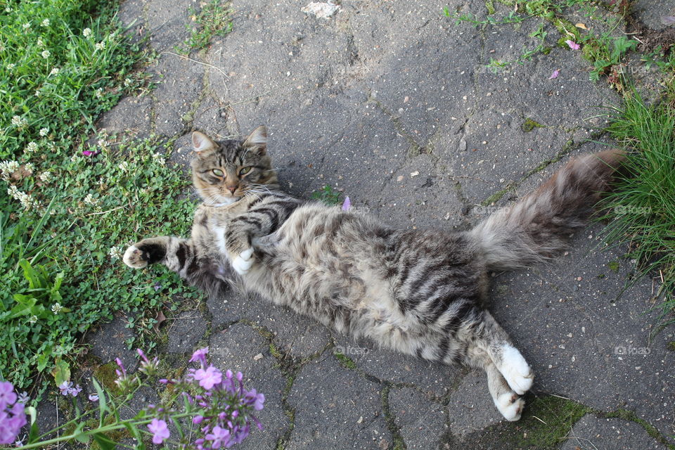 красивый кот