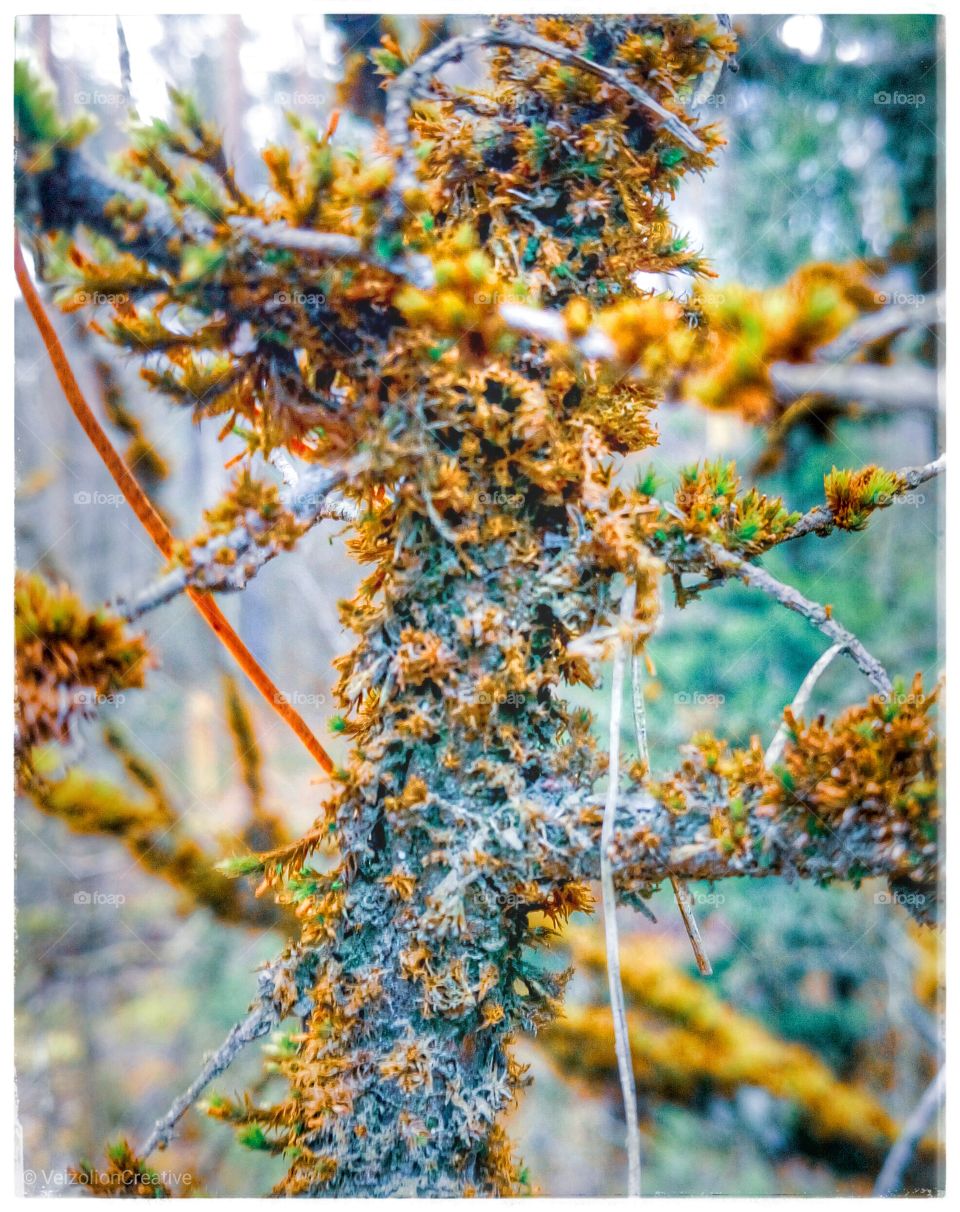 Forest Tree Moss Closeup Sony Xperia M5