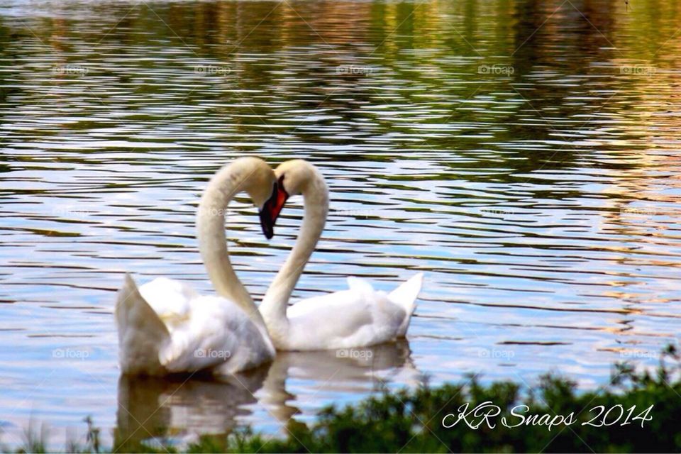 Swans in a heart 