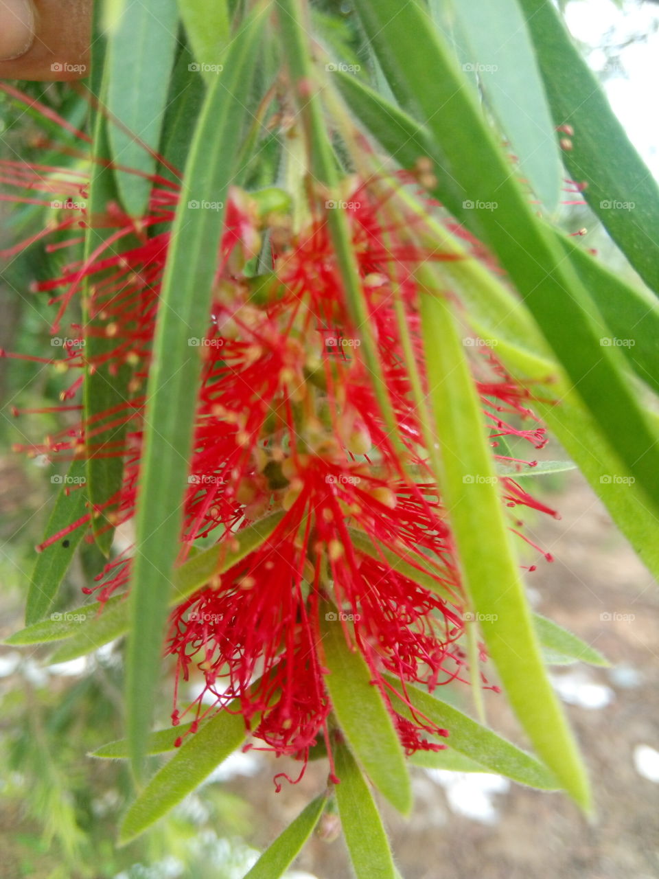 red with leaves