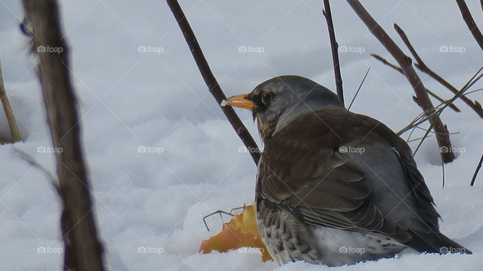 Fieldfare with an eye on me