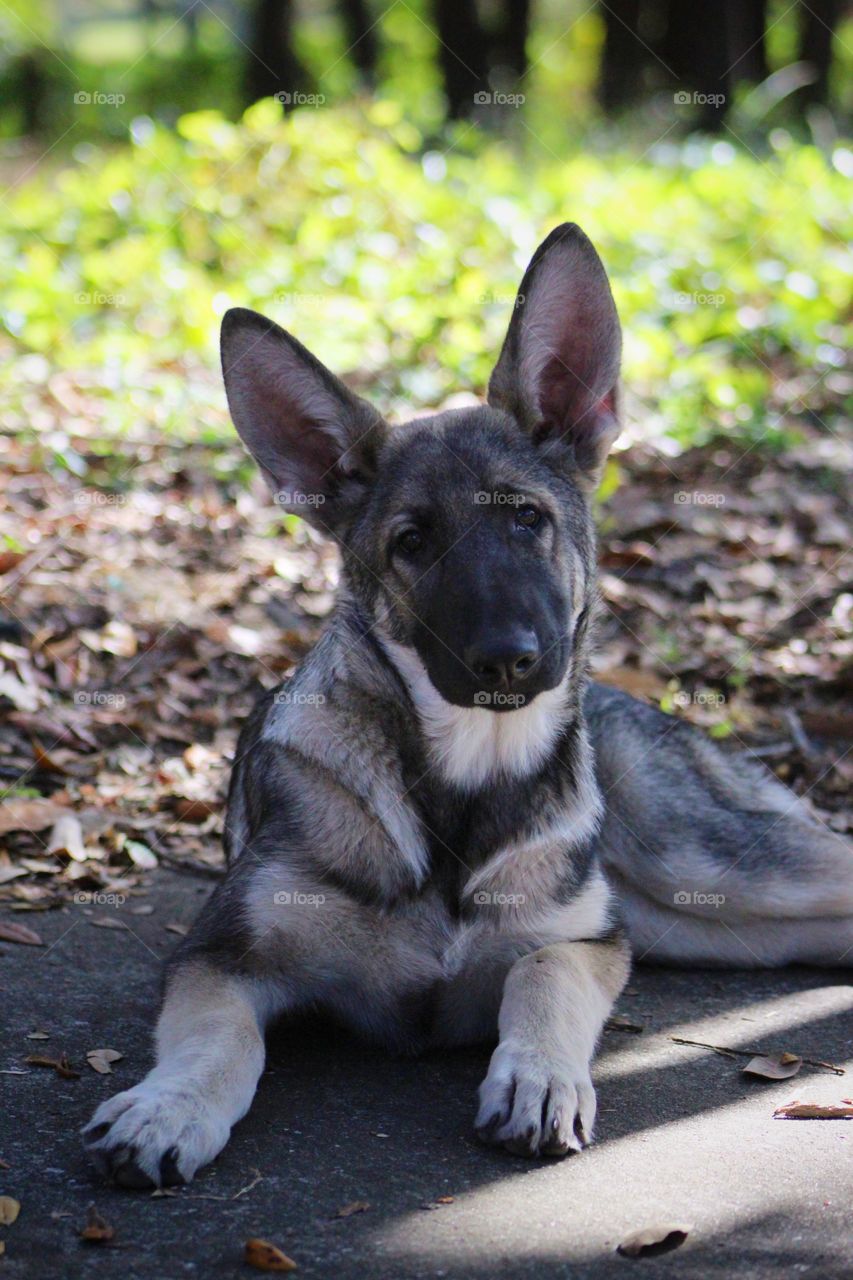 German Shepherd Puppy