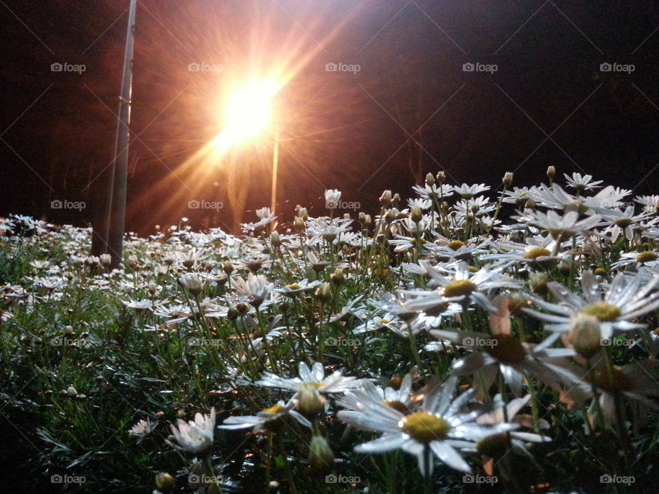 blooms at night. i took this photo while passing it in a park on our way home