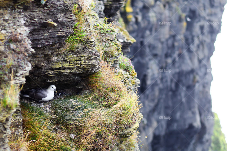 ocean ireland bird nest by robert_villena