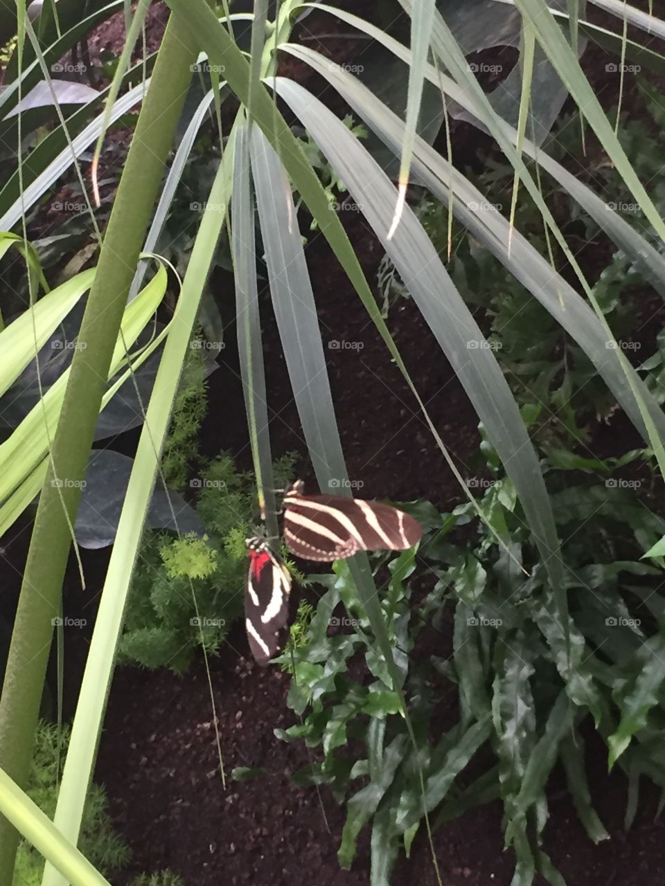 Butterfly Buddies 