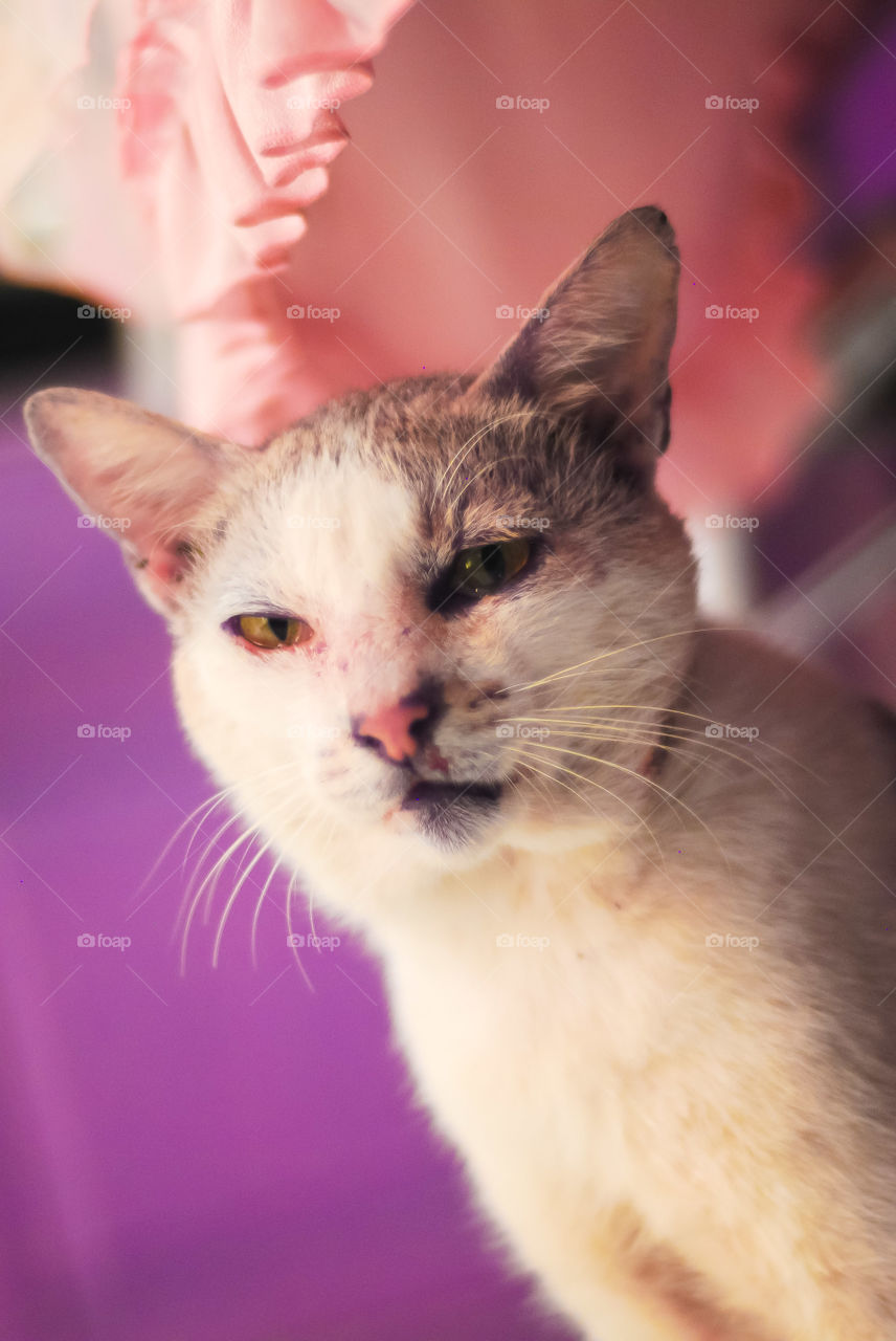 hello and Hi. you can call me Meong. i love eat fish so much