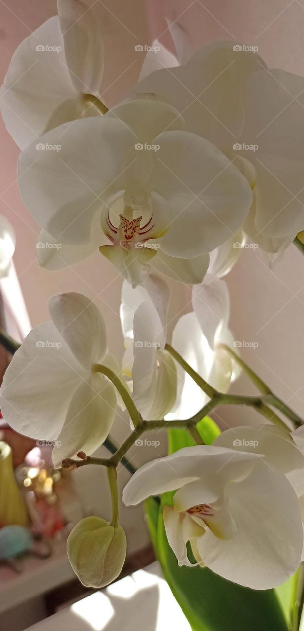 very beautiful white orchid flowers house plant, mobile photography