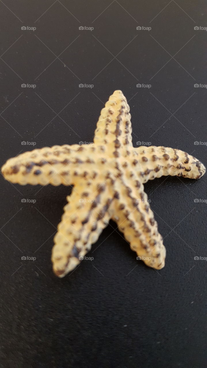 starfish