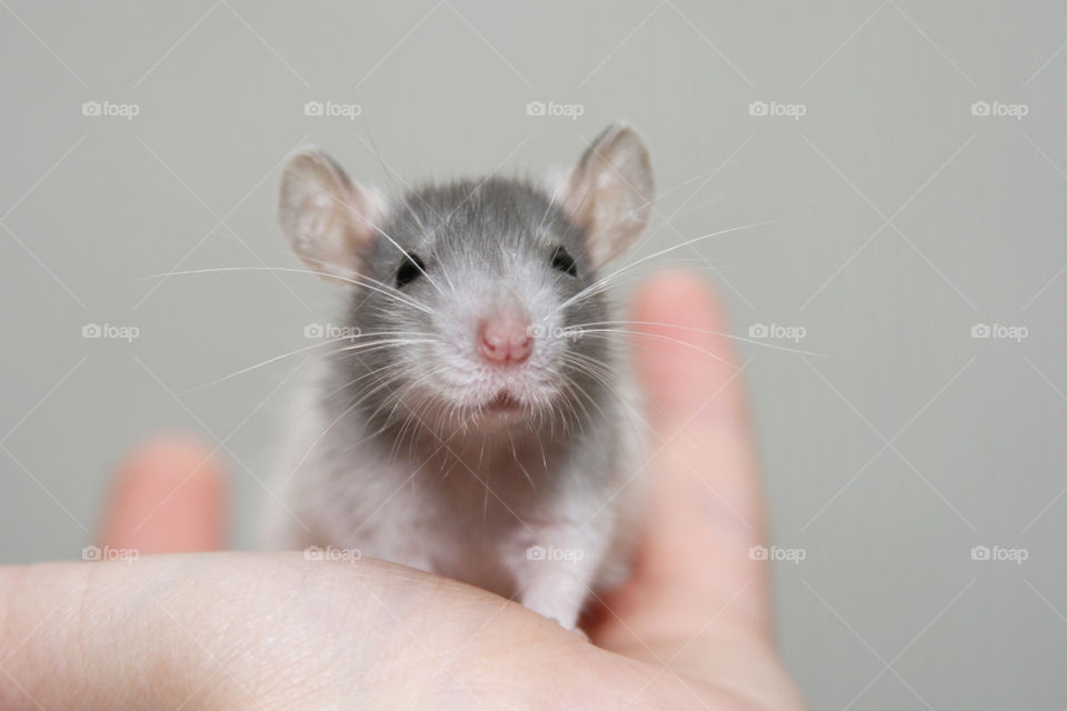 Cute Baby Rat 