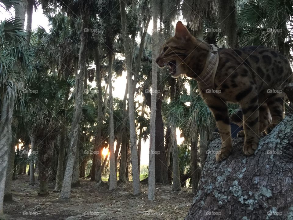 Bengal cat on his walk at sunset, calling out. 