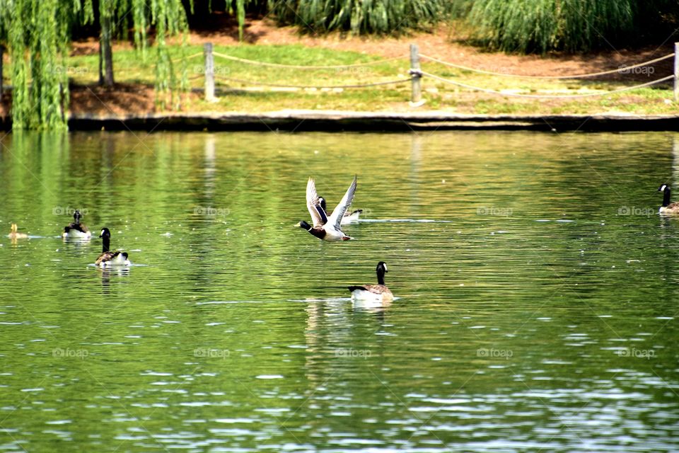 duck enjoying fly by