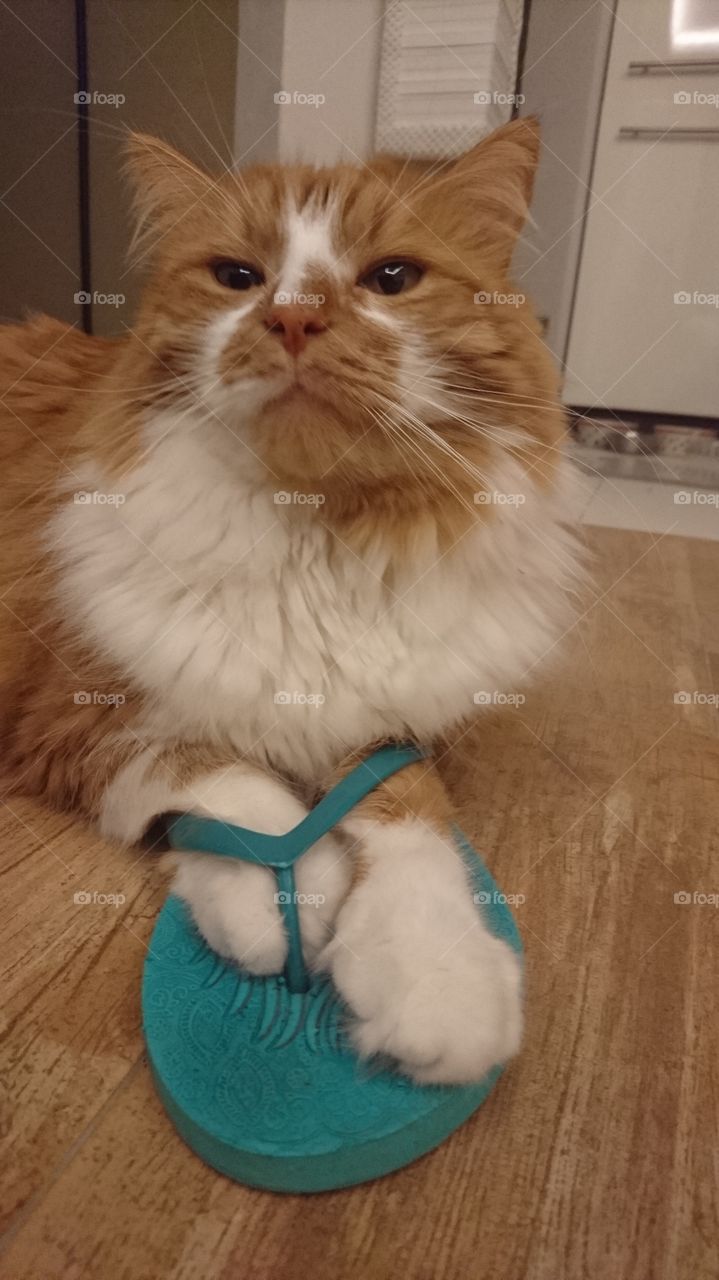 #cat #clever #cute #funny #awesome