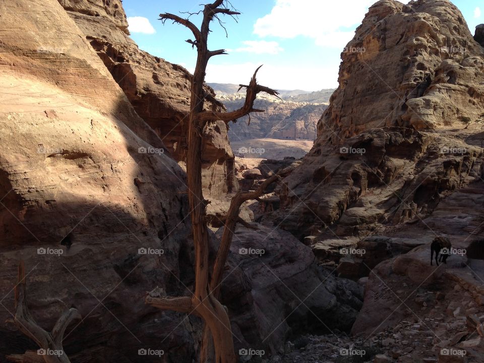 Desert Tree in Petra