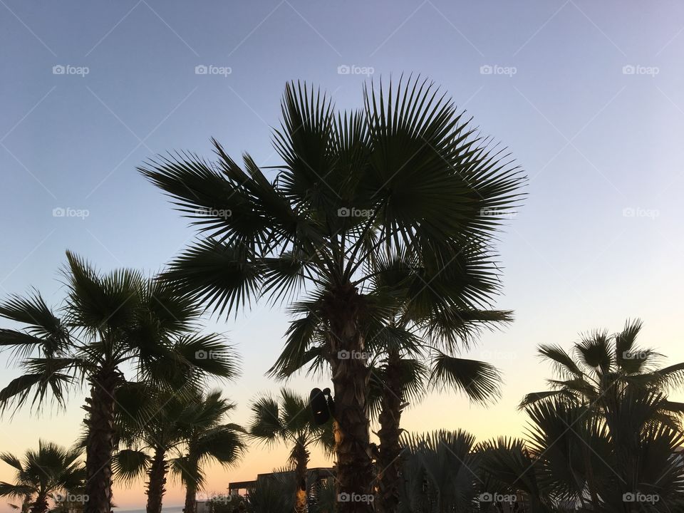 Palmtrees at dawn