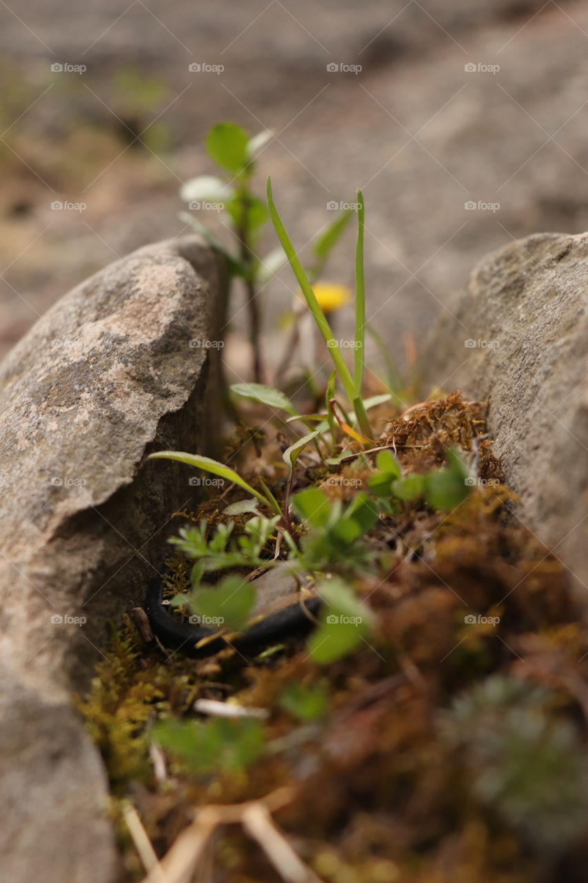 Plants that grow in a hard place are just so beautiful to me!