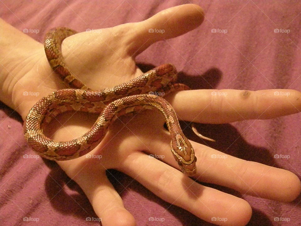 corn snake