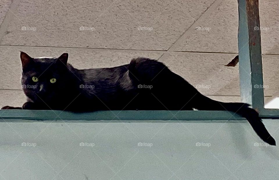 Shelter Panther