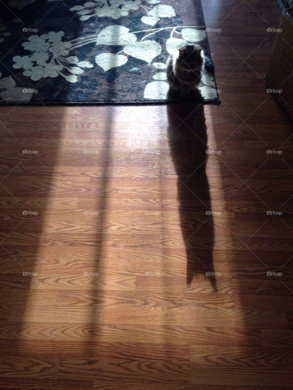 Cat shadow