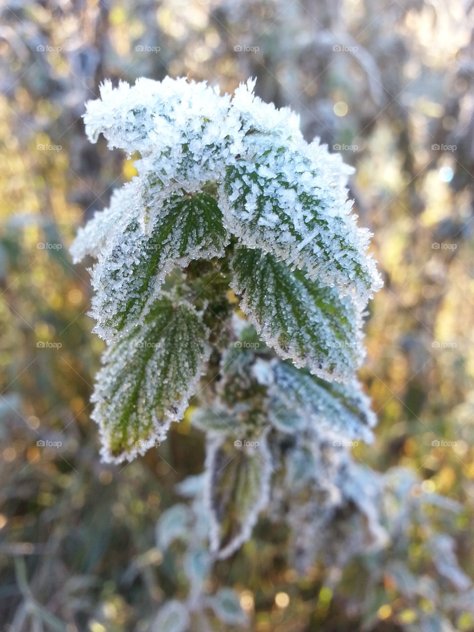 frosty leafs