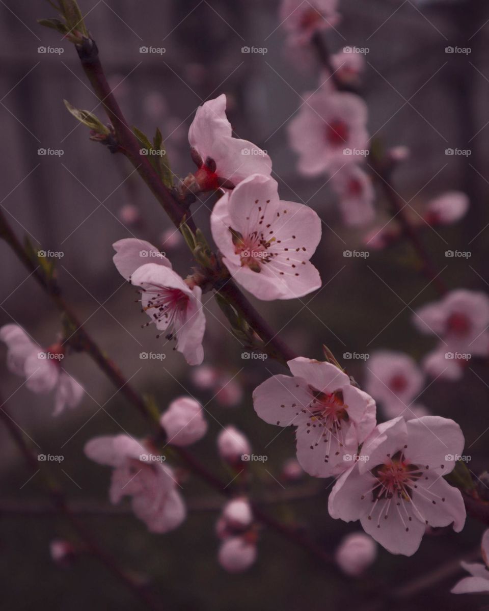 Beautiful Peach Blossoms