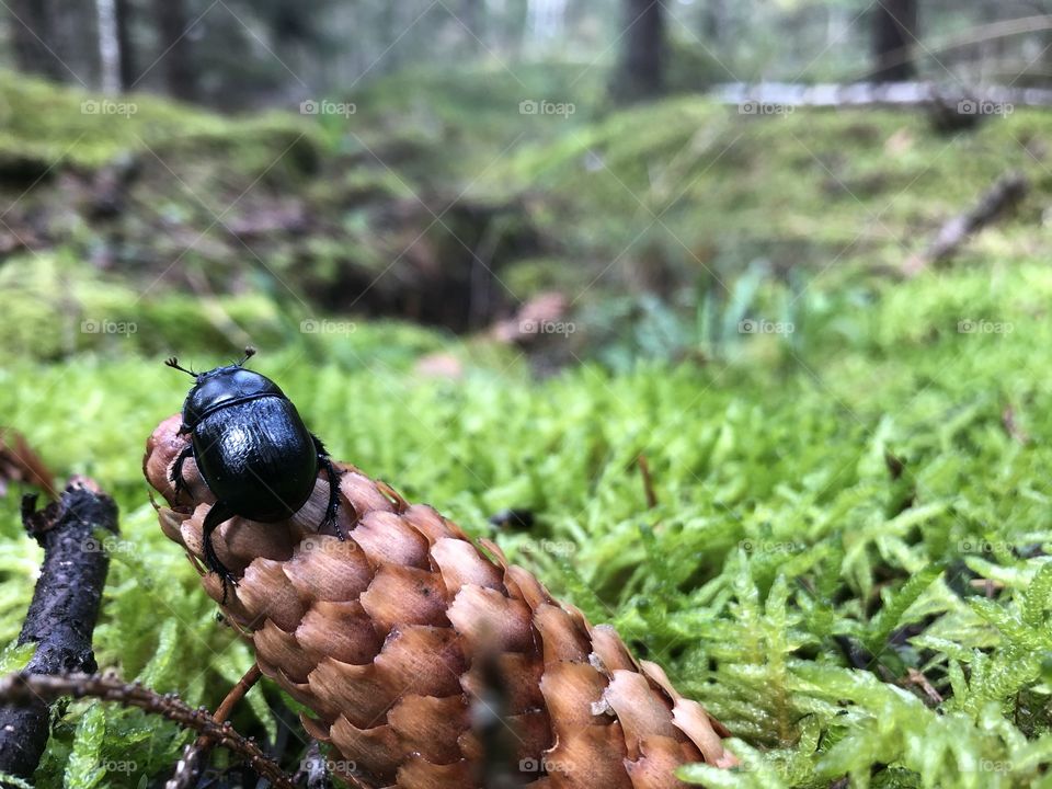 Beetle in the Woods