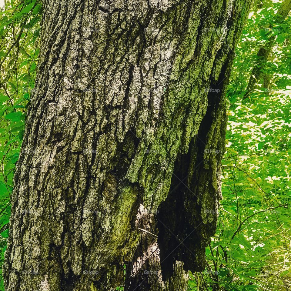 A decaying tree trun