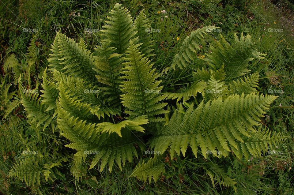 Ferns