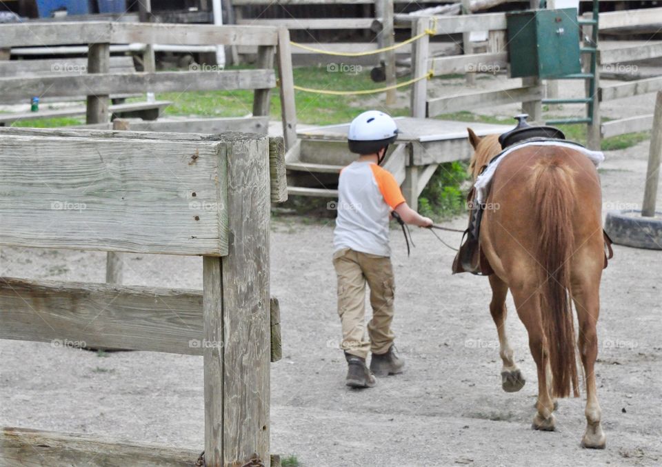 Little boy putting horse in stable