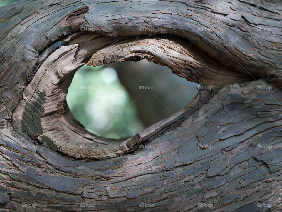 Wooden eye