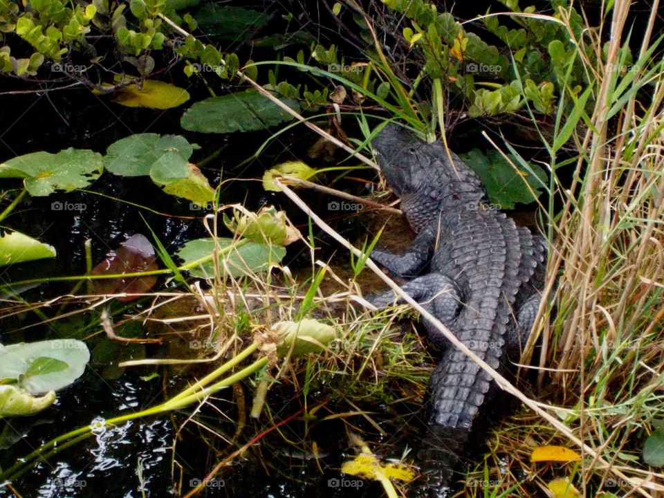 Alligator nestled . In the swamp 