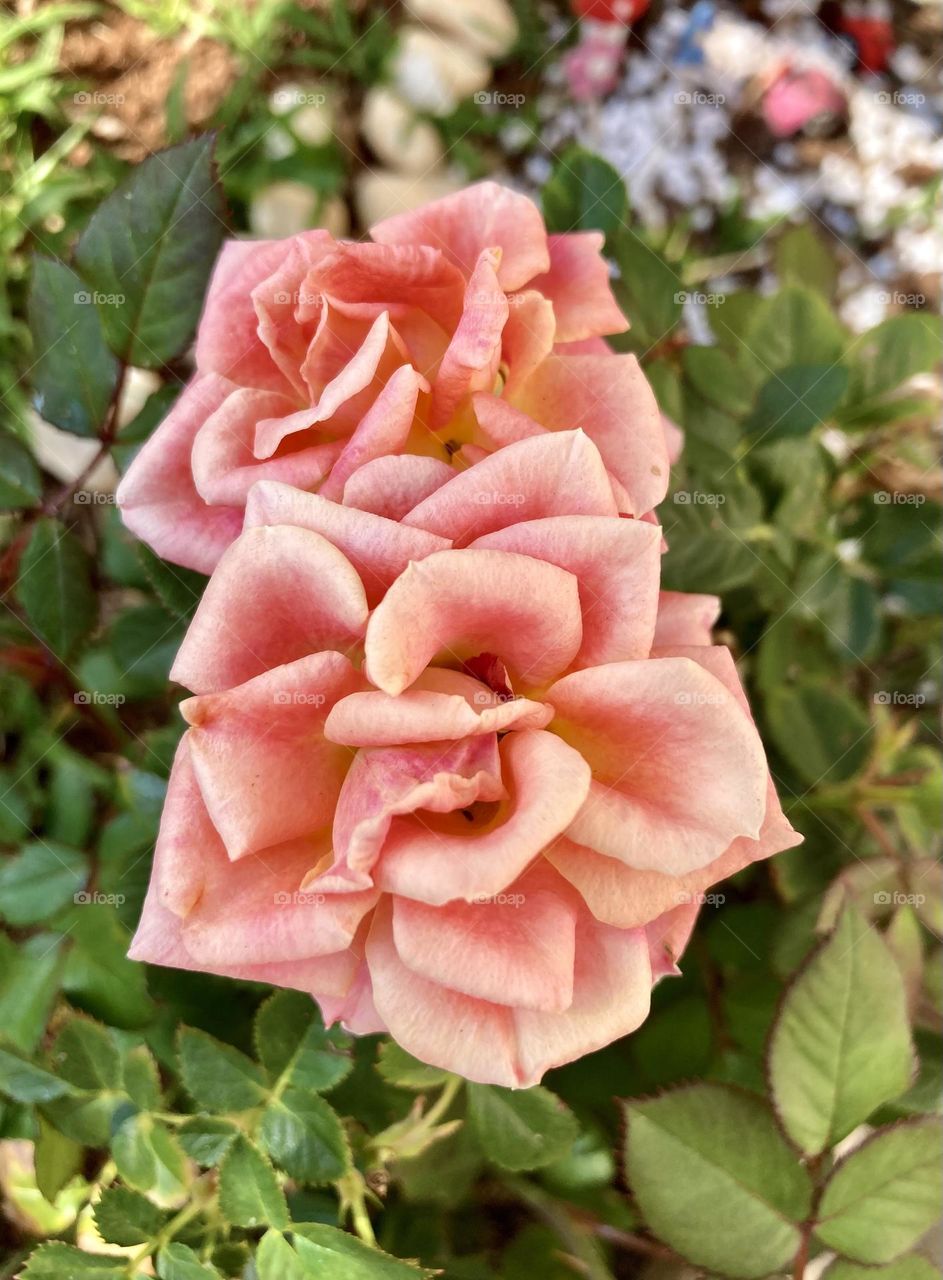 🌹 🇺🇸 Very beautiful flowers to brighten our day.  Live nature and its beauty. Did you like the delicate petals? / 🇧🇷 Flores muito bonitas para alegrar nosso dia. Viva a natureza e sua beleza. Gostaram das pétalas delicadas? 